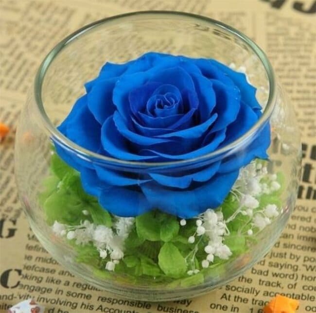 hoa hong xanh co y nghia gi