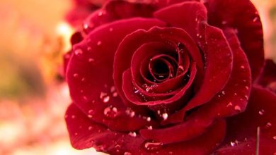 Bài thơ hoa hồng