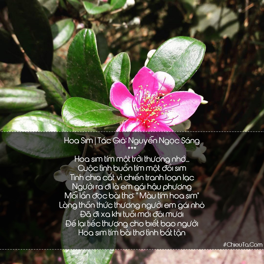 Bài thơ hoa sim tím