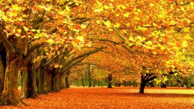 Những bài thơ hay về mùa thu nổi tiếng