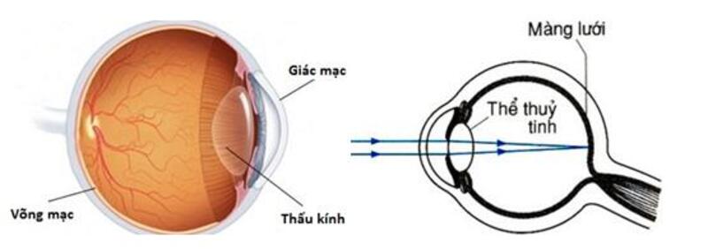 Kiến thức về mắt: Cấu tạo của mắt, mắt cận và mắt lão (Vật Lý 9)